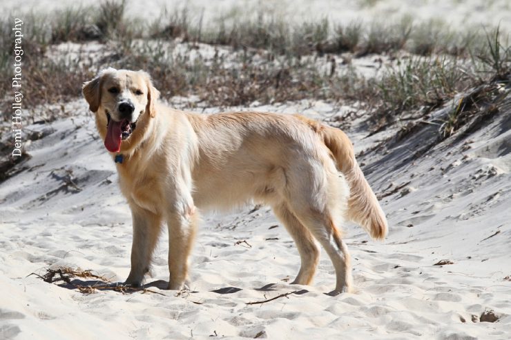 Pets Photographer Gold Coast